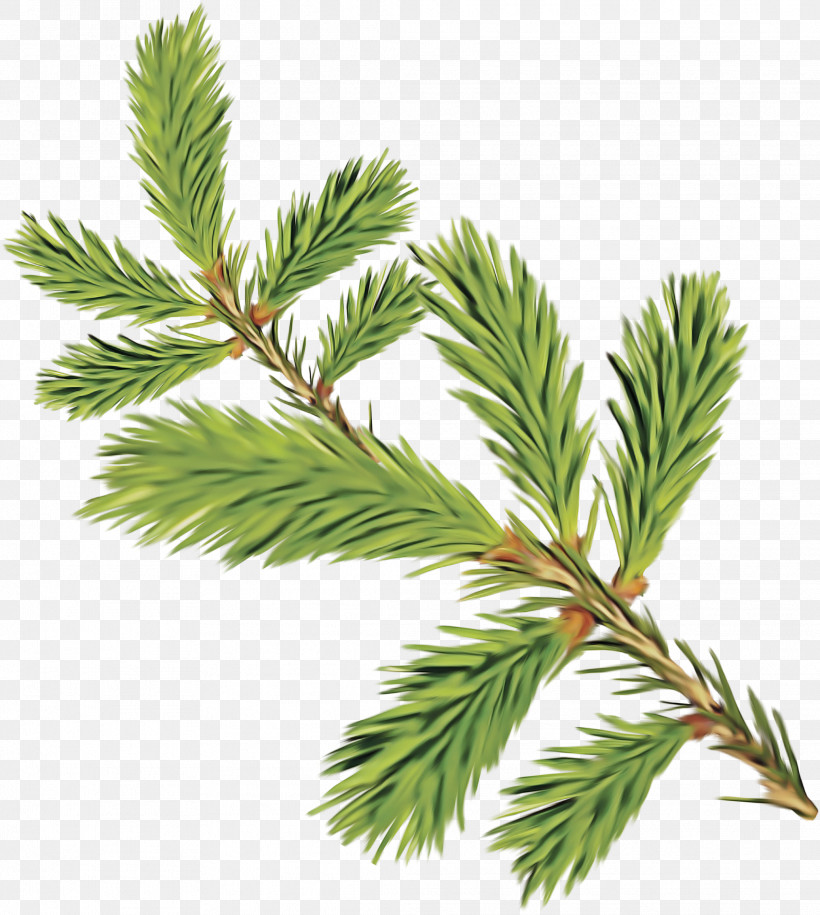 Columbian Spruce White Pine Shortleaf Black Spruce Yellow Fir Jack Pine, PNG, 2072x2313px, Columbian Spruce, American Larch, Branch, Canadian Fir, Colorado Spruce Download Free