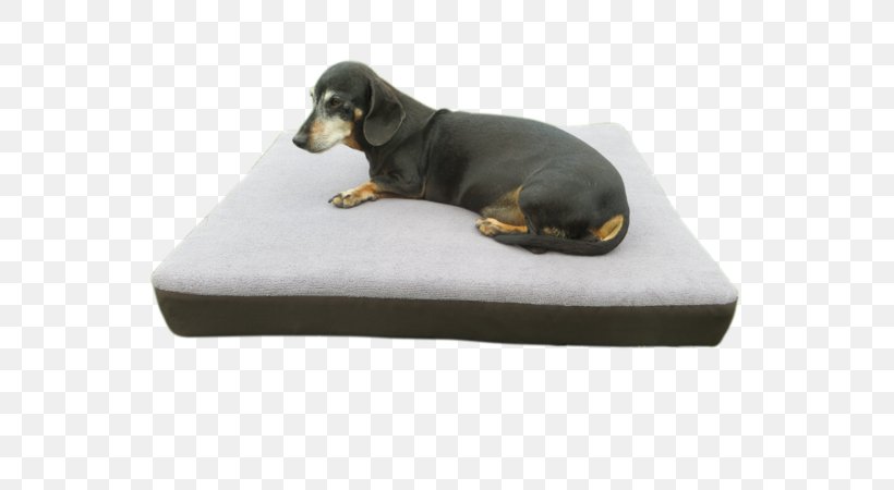 Dog Breed Dachshund Dog Collar Bed, PNG, 600x450px, Dog Breed, Bed, Breed, Collar, Dachshund Download Free