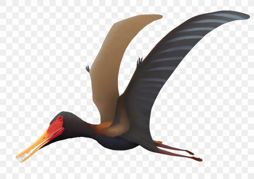 Feilongus Jeholopterus Pterodactyloidea Dinosaur Paleoart, PNG, 2000x1413px, Jeholopterus, Beak, Bird, Crane Like Bird, Cretaceous Download Free