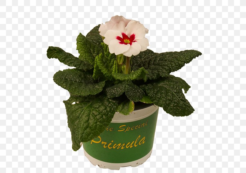 Flowerpot Cut Flowers, PNG, 578x578px, Flowerpot, Cut Flowers, Flower, Flowering Plant, Plant Download Free