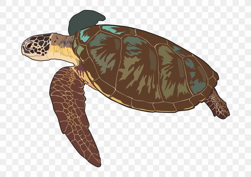 Loggerhead Sea Turtle Box Turtles Las Tortugas Marinas Tortoise, PNG, 3508x2480px, Loggerhead Sea Turtle, Anatomy, Animal, Biology, Box Turtle Download Free