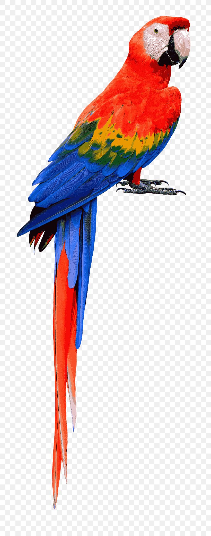 Parrot Bird Scarlet Macaw Blue-and-yellow Macaw, PNG, 792x2080px, Parrot, Beak, Bird, Blueandyellow Macaw, Common Pet Parakeet Download Free