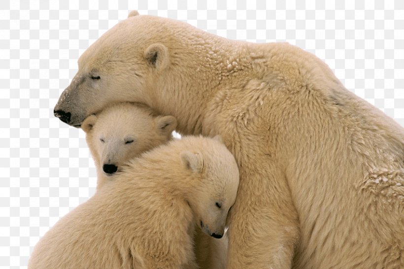 The Polar Bear Brown Bear American Black Bear, PNG, 850x567px, Polar Bear, American Black Bear, Animal, Baby Polar Bear, Bear Download Free