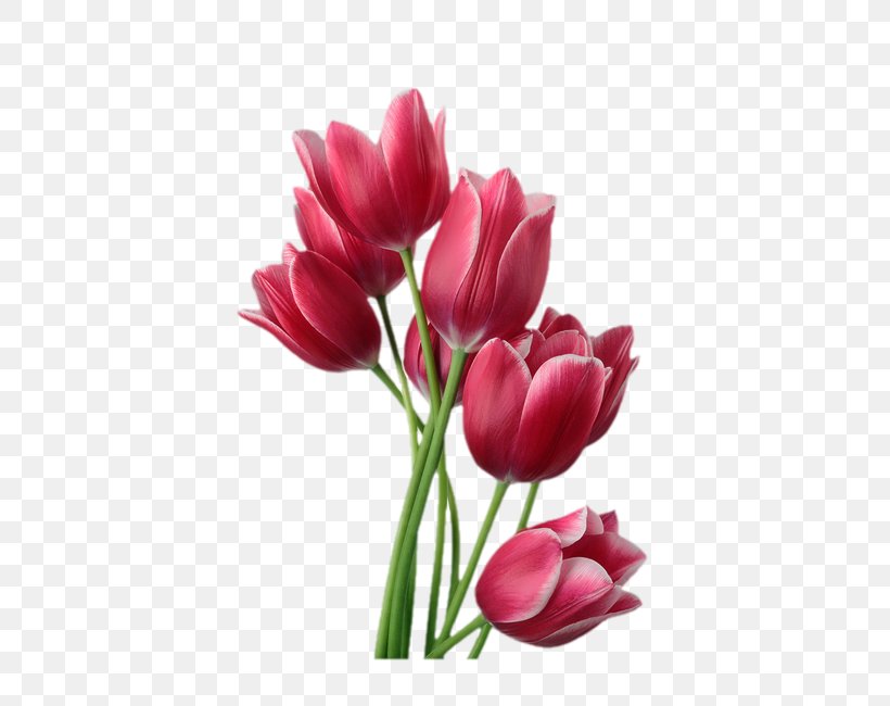 Tulip Flower Stock Photography Clip Art, PNG, 540x650px, Tulip, Artificial Flower, Cut Flowers, Floral Design, Floristry Download Free