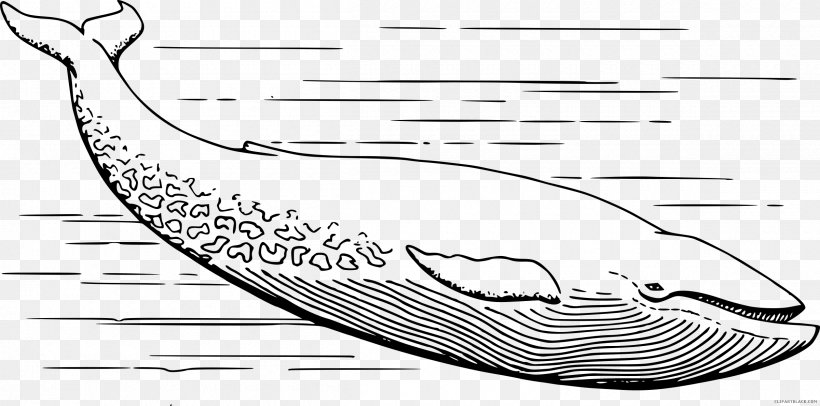 Blue Whale Cetacea Drawing Killer Whale Clip Art, PNG, 2400x1191px, Blue Whale, Area, Beak, Black And White, Cetacea Download Free