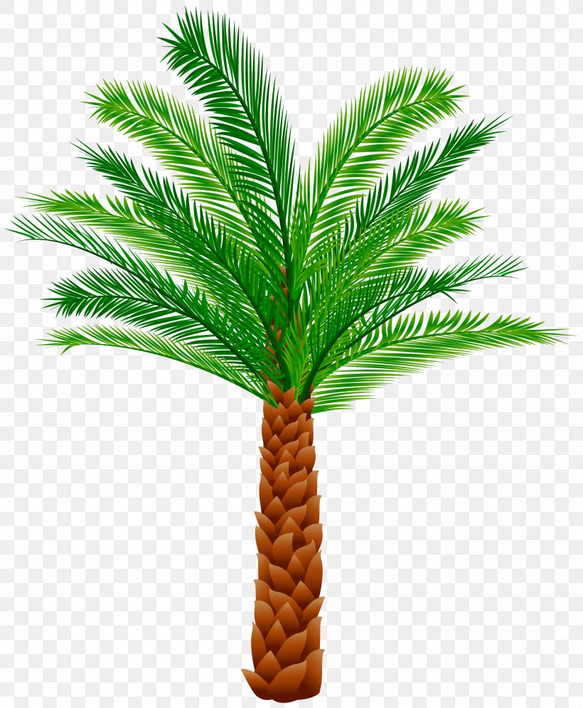 Clip Art, PNG, 5029x6110px, Arecaceae, Arecales, Campervans, Coconut, Date Palm Download Free