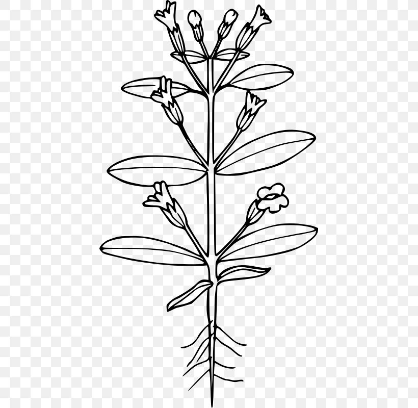Erythranthe Breweri, PNG, 429x800px, Plant Stem, Black And White, Branch, Flora, Flower Download Free