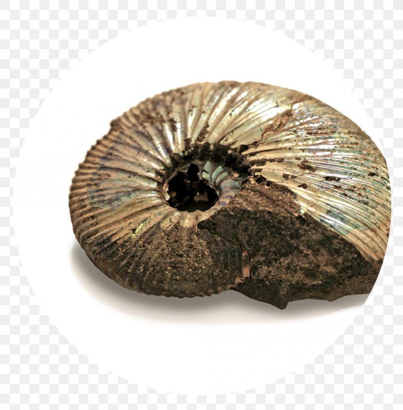 Snail Cartoon, PNG, 1000x1016px, Ammonites, Alamy, Ammonoidea, Fossil, Geology Download Free