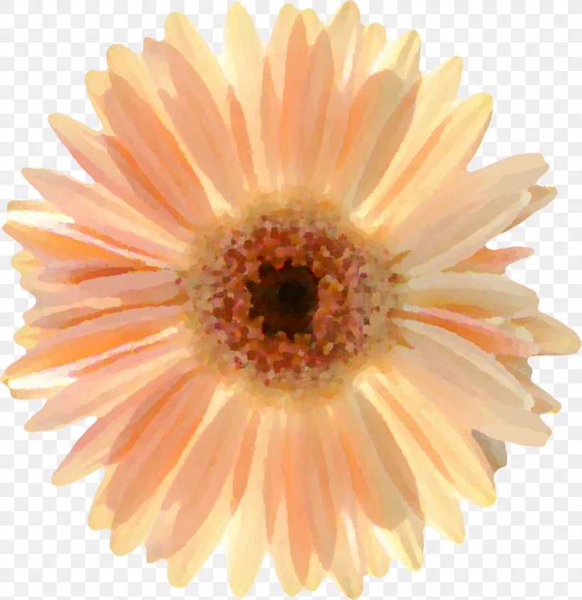Transvaal Daisy Chrysanthemum Close-up, PNG, 1110x1145px, Transvaal Daisy, Chrysanthemum, Chrysanths, Close Up, Closeup Download Free
