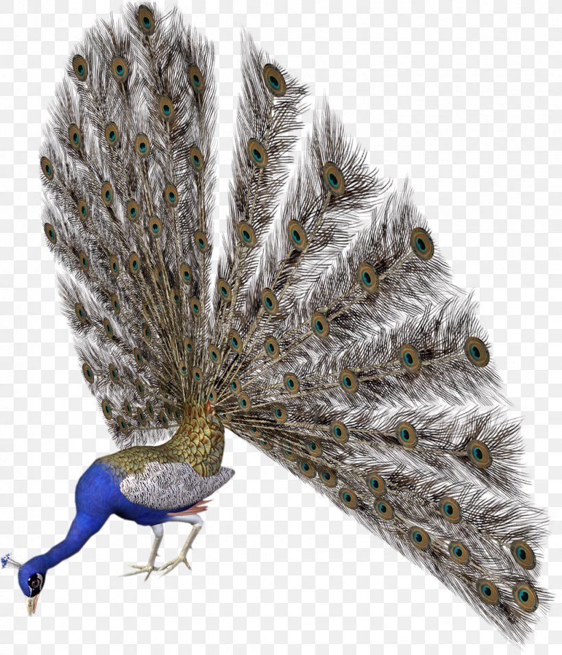 Peafowl Bird Avatar Clip Art, PNG, 1029x1200px, Peafowl, Avatar, Beak, Bird, Blog Download Free