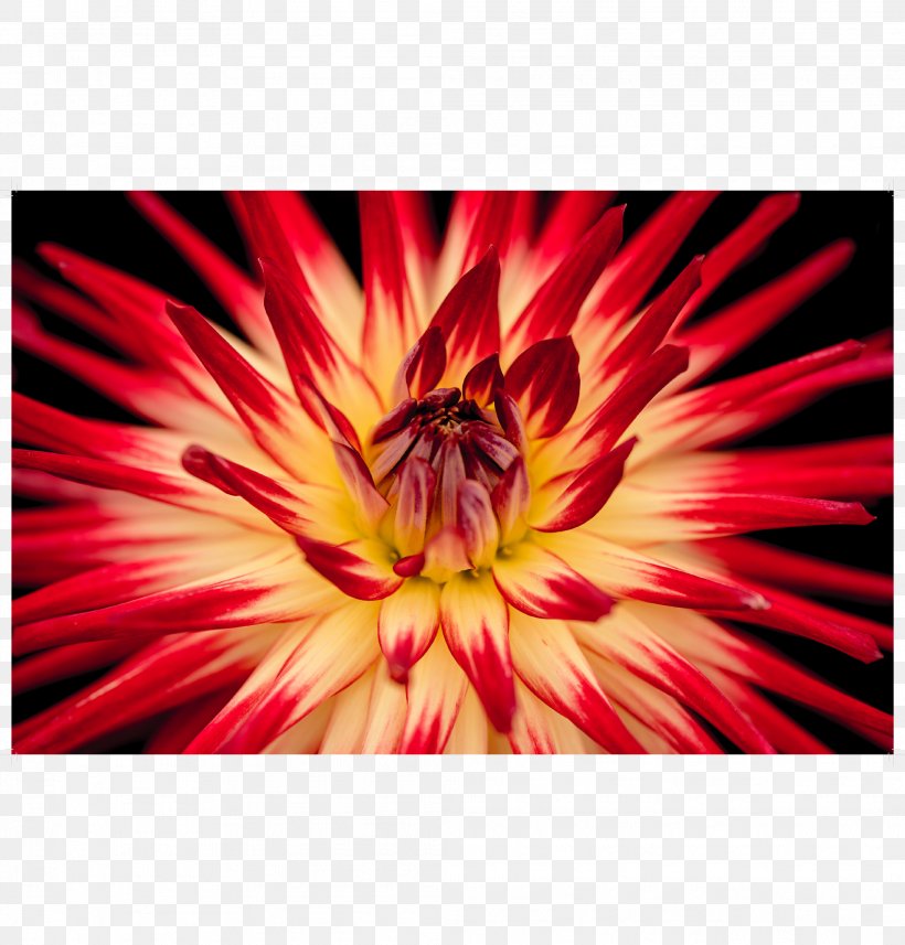 Red The DEN Meditation Blue Flower, PNG, 2083x2179px, Red, Author, Blue, Chrysanths, Close Up Download Free
