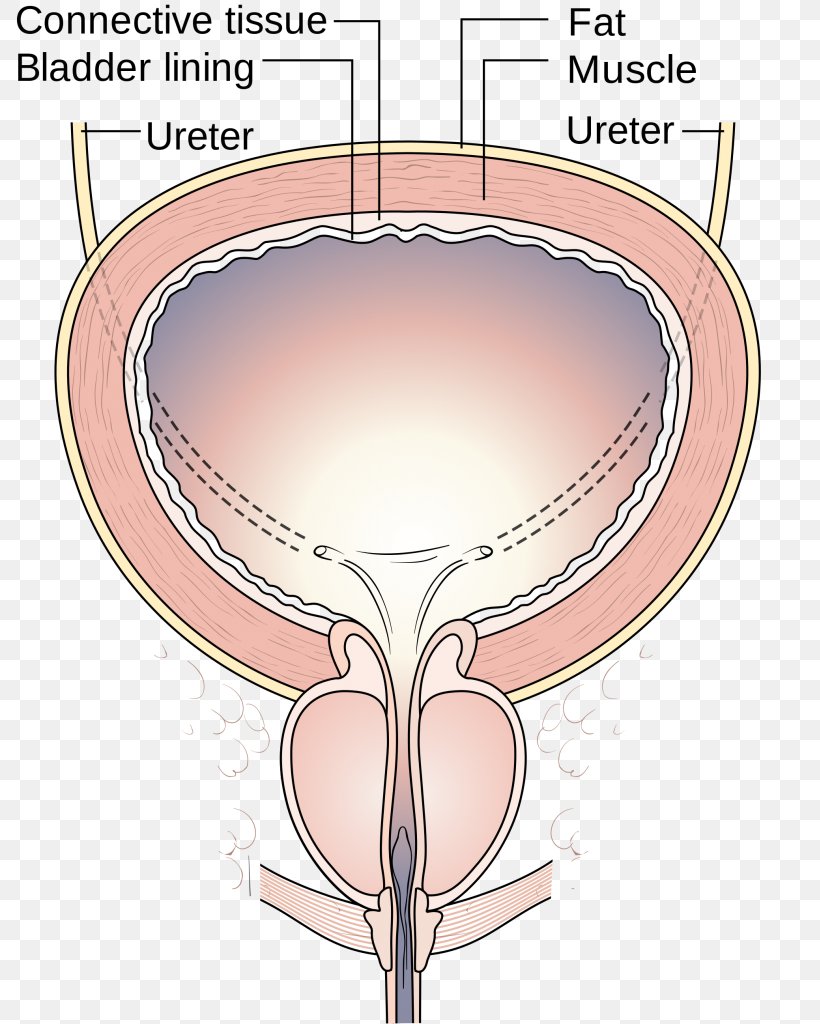 Urinary Incontinence Urinary Bladder Urination Pelvic Floor Overactive Bladder, PNG, 789x1024px, Watercolor, Cartoon, Flower, Frame, Heart Download Free