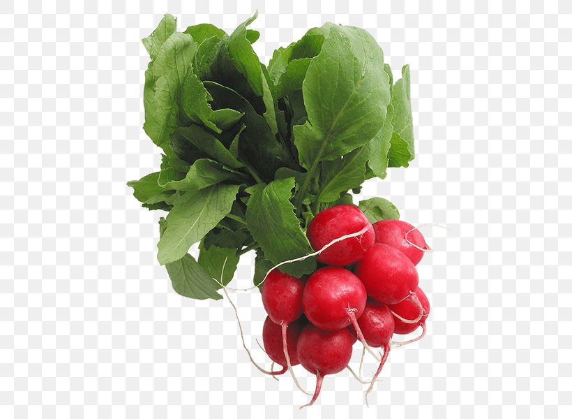 Clip Art Openclipart Radish Image, PNG, 600x600px, Radish, Beet, Beetroot, Berry, Cranberry Download Free