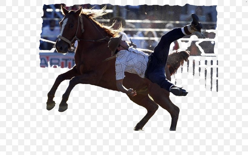 Horse Rein Western Pleasure Stallion Imperatriz, PNG, 1280x800px, Horse, Bridle, Cavalcade, Dressage, Equestrian Download Free