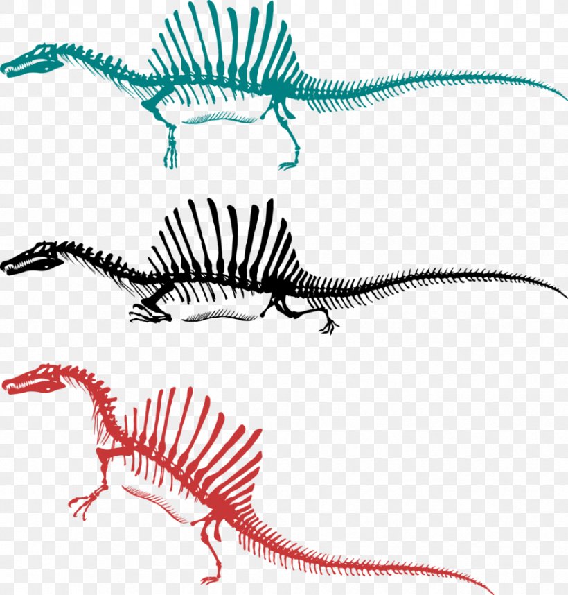 Spinosaurus Tyrannosaurus Skeleton Bipedalism Dinosaur, PNG, 873x914px, Watercolor, Cartoon, Flower, Frame, Heart Download Free