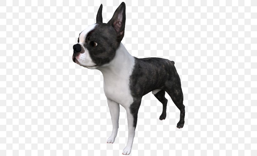 Boston Terrier Dog Breed Autodesk 3ds Max TurboSquid STL, PNG, 500x500px, 3d Computer Graphics, 3d Modeling, Boston Terrier, Autodesk 3ds Max, Carnivoran Download Free
