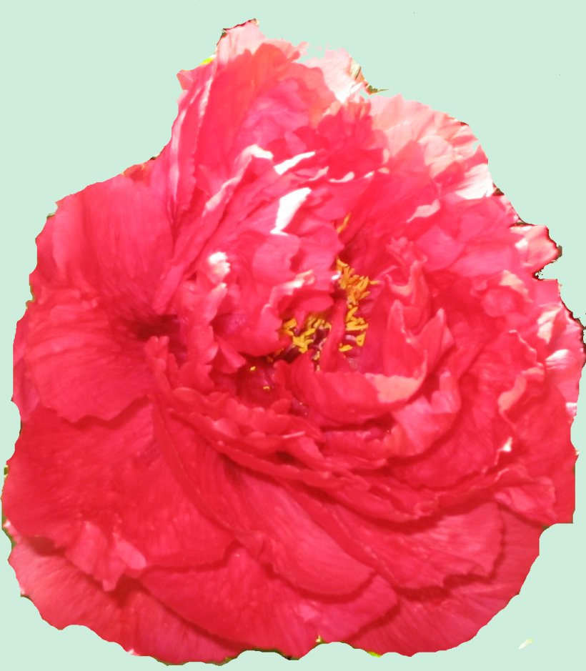 Centifolia Roses Garden Roses Carnation Cut Flowers Peony, PNG, 1028x1178px, Centifolia Roses, Carnation, Cut Flowers, Flower, Flowering Plant Download Free