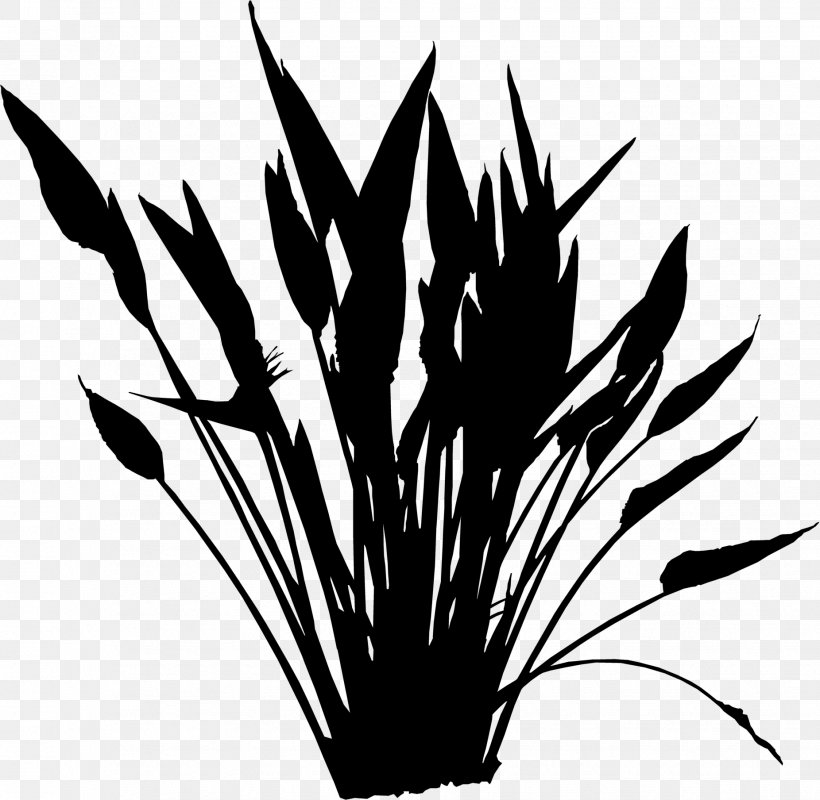 Clip Art Strelitzia Nicolai Grasses Bird-of-paradise, PNG, 1852x1808px, Strelitzia Nicolai, Bird Of Paradise Flower, Birdofparadise, Black, Blackandwhite Download Free