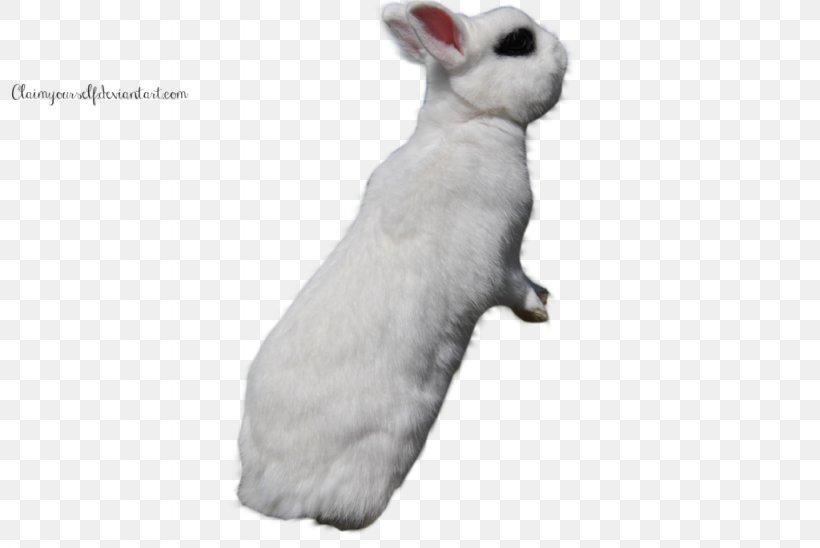 Domestic Rabbit White Rabbit Easter Bunny, PNG, 1024x685px, Domestic Rabbit, Blanc De Hotot, Deviantart, Easter Bunny, Fauna Download Free