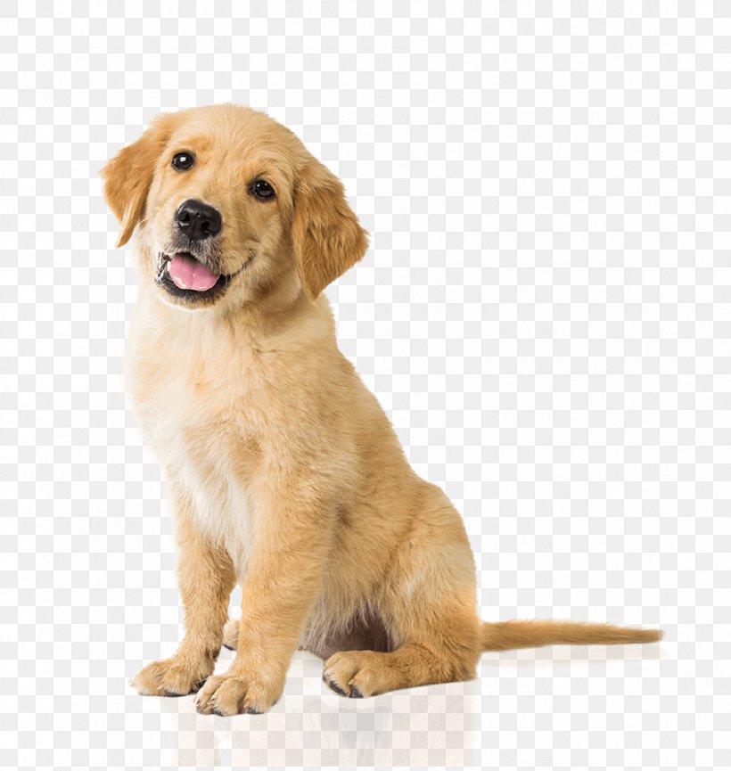 Labrador Retriever Golden Retriever Puppy Basset Hound Pet Sitting, PNG, 1683x1776px, Labrador Retriever, Bark, Basset Hound, Carnivoran, Companion Dog Download Free