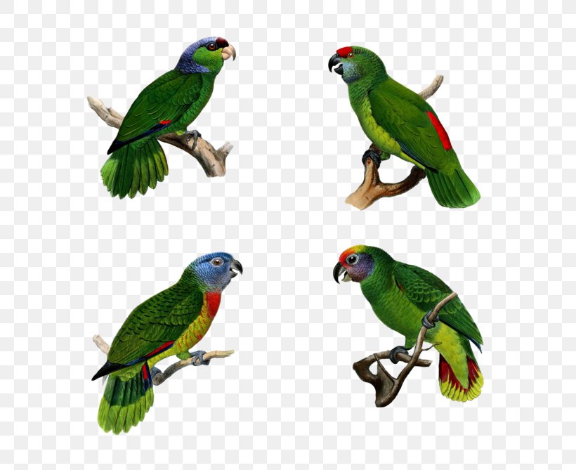 Parrot Bird Parakeet Macaw Pet, PNG, 600x669px, Parrot, Animal, Beak, Bird, Common Pet Parakeet Download Free