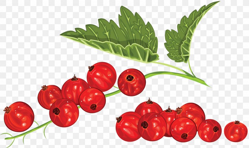 Zante Currant Blackcurrant Redcurrant Blueberry Clip Art, PNG, 1600x957px, Zante Currant, Accessory Fruit, Acerola, Acerola Family, Berry Download Free