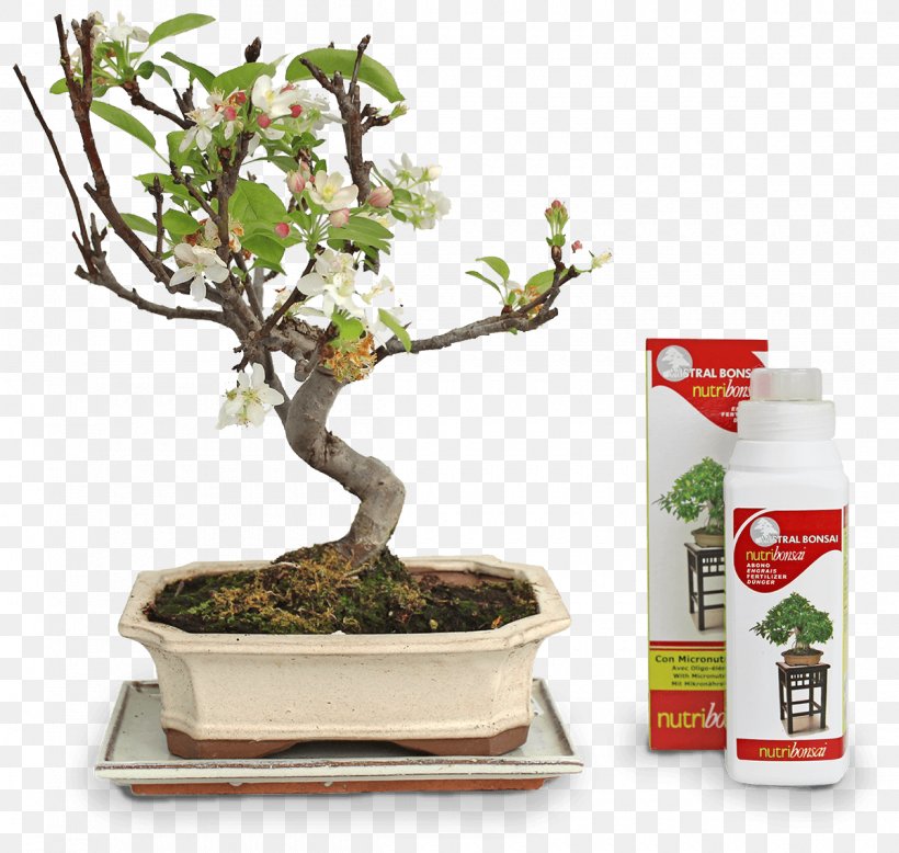 Chinese Sweet Plum Flowerpot Tree Sageretia, PNG, 1200x1139px, Chinese Sweet Plum, Bonsai, Flowerpot, Houseplant, Plant Download Free