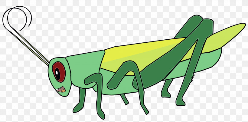 Insect Grasshopper Pollinator Green Cartoon, PNG, 3508x1726px, Watercolor, Cartoon, Grasshopper, Green, Insect Download Free