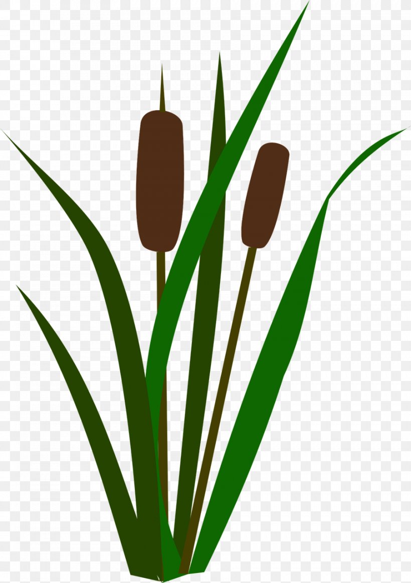 Lily Flower Cartoon, PNG, 902x1280px, Marsh, Bulrush, Cattail, Flower, Grass Download Free