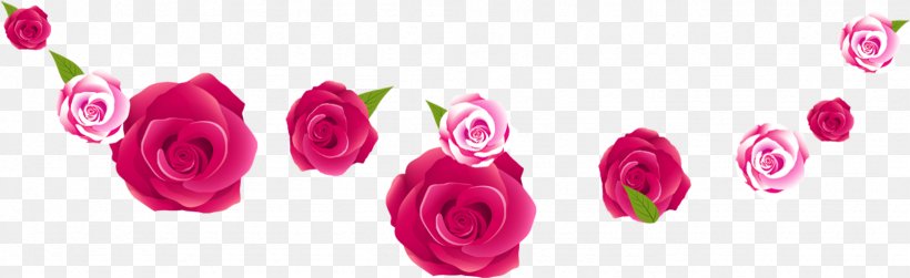 Garden Roses Pink, PNG, 1642x503px, Garden Roses, Color, Cut Flowers, Designer, Flower Download Free