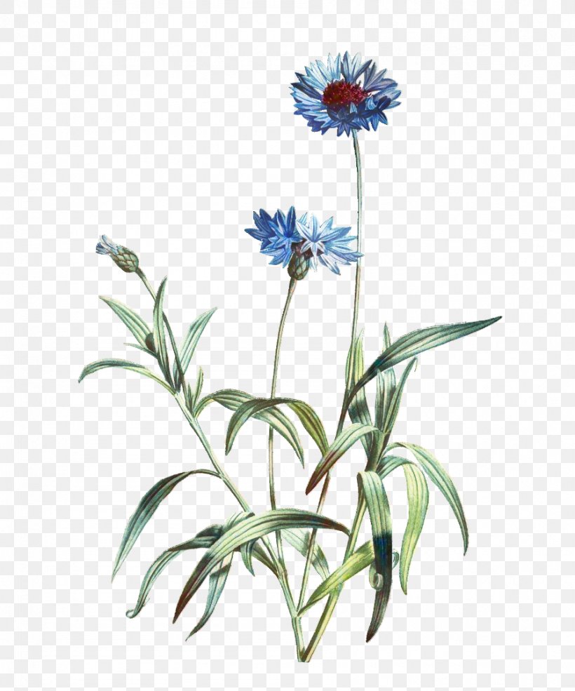 Lily Flower Cartoon, PNG, 899x1080px, Flower, Antique, Aster, Cornflower, Drawing Download Free