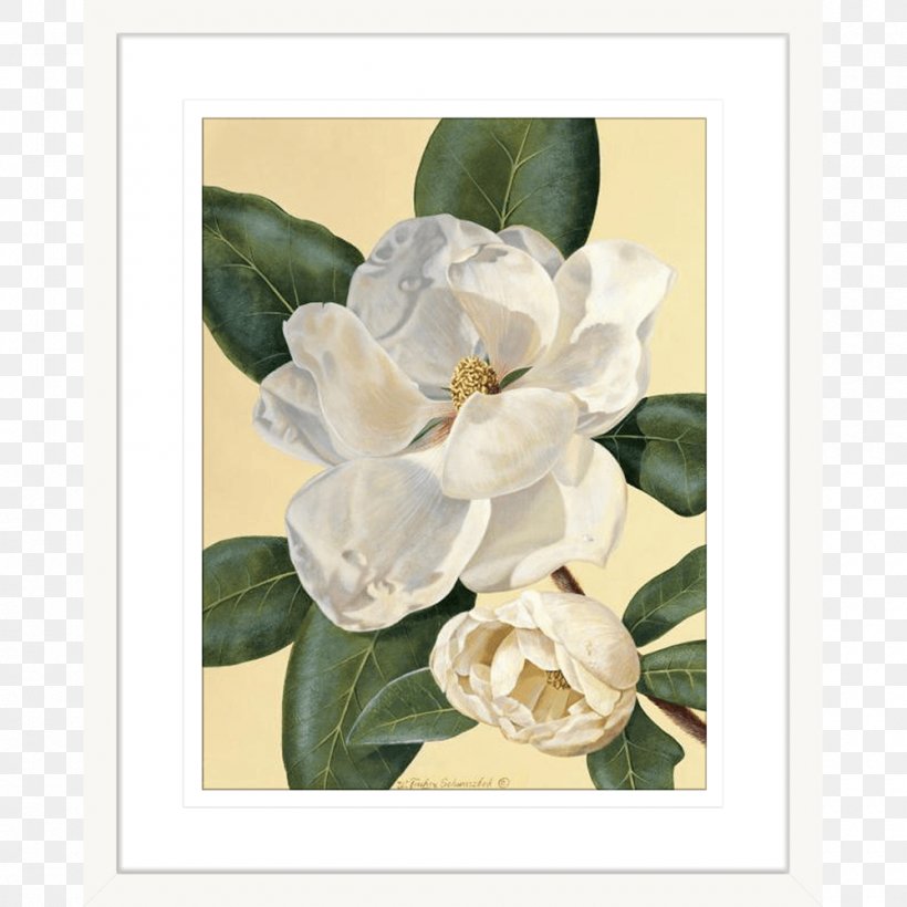 Magnolia Picture Frames Printmaking Art Painting, PNG, 1000x1000px, Magnolia, Art, Art Museum, Baron Von Lind, Canvas Download Free