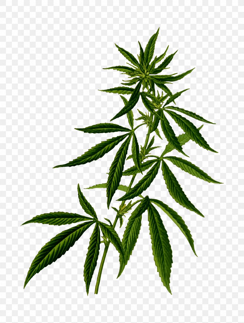 Medical Cannabis Tetrahydrocannabinol Cannabis Sativa, PNG, 1453x1920px, Cannabis, Cannabidiol, Cannabis Sativa, Drug, Hemp Download Free