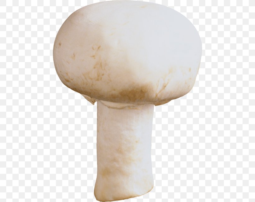Mushroom Festival Clip Art JPEG, PNG, 480x651px, Mushroom, Agaricaceae, Agaricomycetes, Agaricus, Champignon Mushroom Download Free
