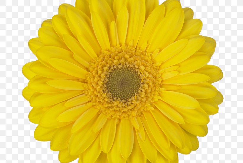 Transvaal Daisy Common Sunflower Cut Flowers Sunflower Seed Watercolor Painting, PNG, 800x550px, Transvaal Daisy, Assortment Strategies, Chrysanthemum, Chrysanths, Color Download Free