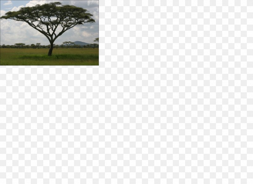 Tree Ecosystem Land Lot Meadow Wattles, PNG, 1024x748px, Tree, Acacia, Ecosystem, Family, Grass Download Free