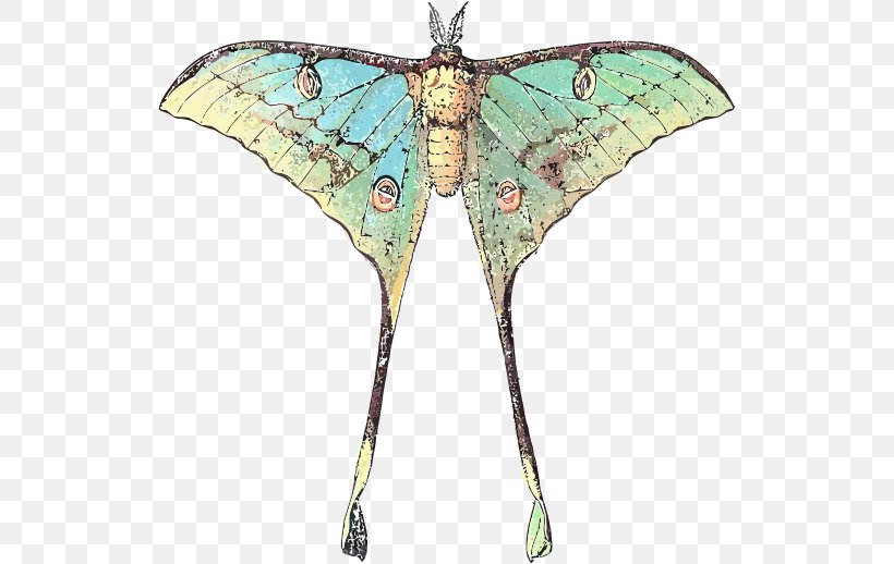 Butterfly Insect Luna Moth Comet Moth, PNG, 529x518px, Butterfly, African Moon Moths, Arthropod, Asianamerican Moon Moths, Bombycidae Download Free