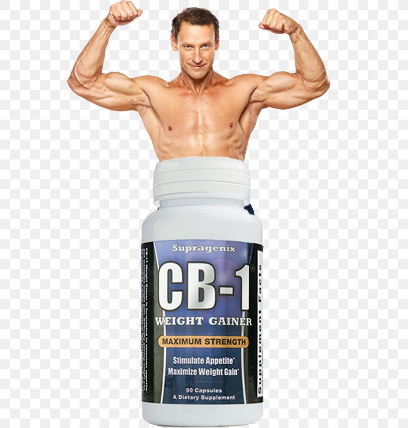 Dietary Supplement Muscle Hypertrophy Bodybuilding Supplement Weight Gain, PNG, 550x859px, Dietary Supplement, Abdomen, Adipose Tissue, Appetite, Arm Download Free