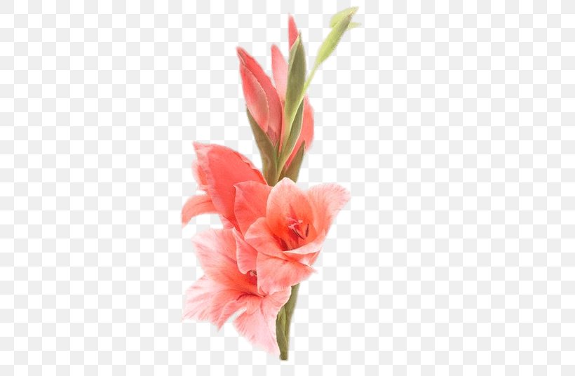 Gladiolus Cut Flowers Bulb Stock Photography, PNG, 781x536px, Gladiolus, Birth Flower, Bulb, Canna Family, Canna Lily Download Free