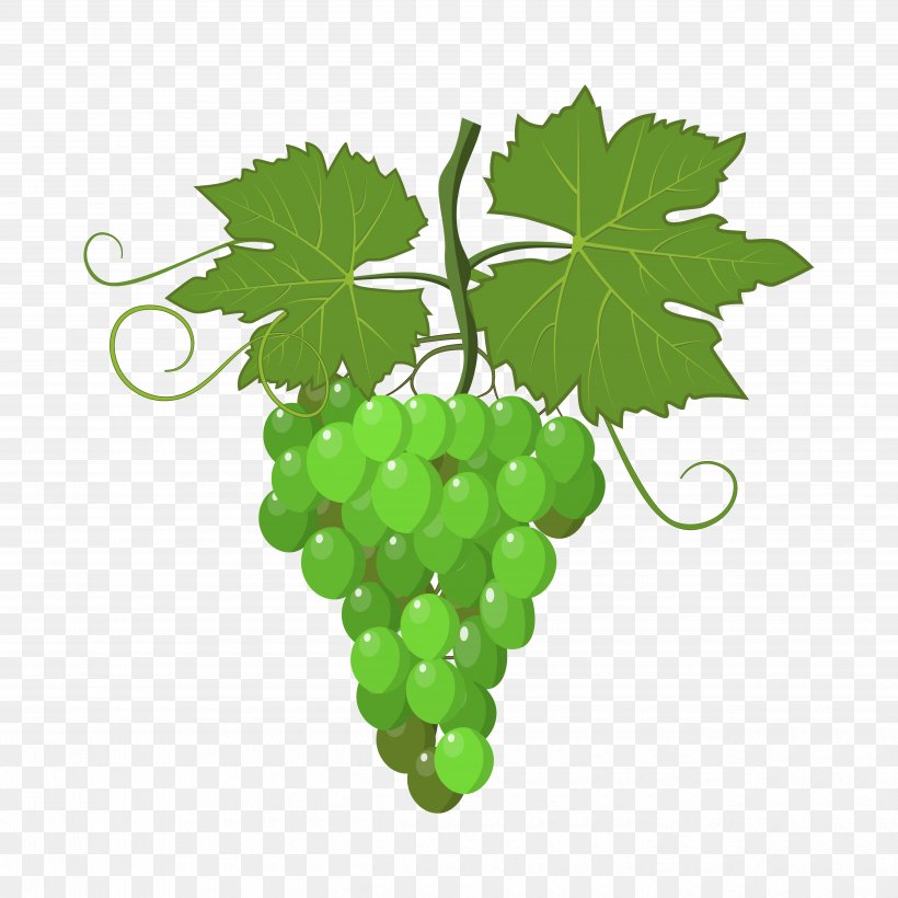 Grapevines Wine Stock Photography, PNG, 5000x5000px, Grape, Berry, Flowering Plant, Food, Fruit Download Free
