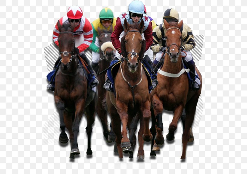 Horse Racing Sports Betting Jockey, PNG, 534x577px, Horse, Animal Sports, Betonline, Bookmaker, Cheltenham Festival Download Free