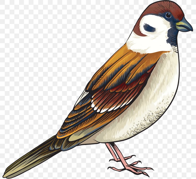 House Sparrow Bird Sticker Decal, PNG, 800x747px, House Sparrow, Beak, Bird, Bumper Sticker, Decal Download Free