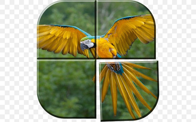 Parrot Bird Blue-and-yellow Macaw Hyacinth Macaw, PNG, 512x512px, Parrot, Aviary, Beak, Bird, Blueandyellow Macaw Download Free