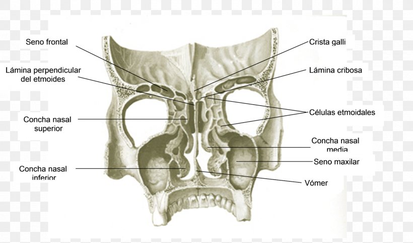 Skull Bone Ear Jaw Nose, PNG, 1600x941px, Watercolor, Cartoon, Flower, Frame, Heart Download Free