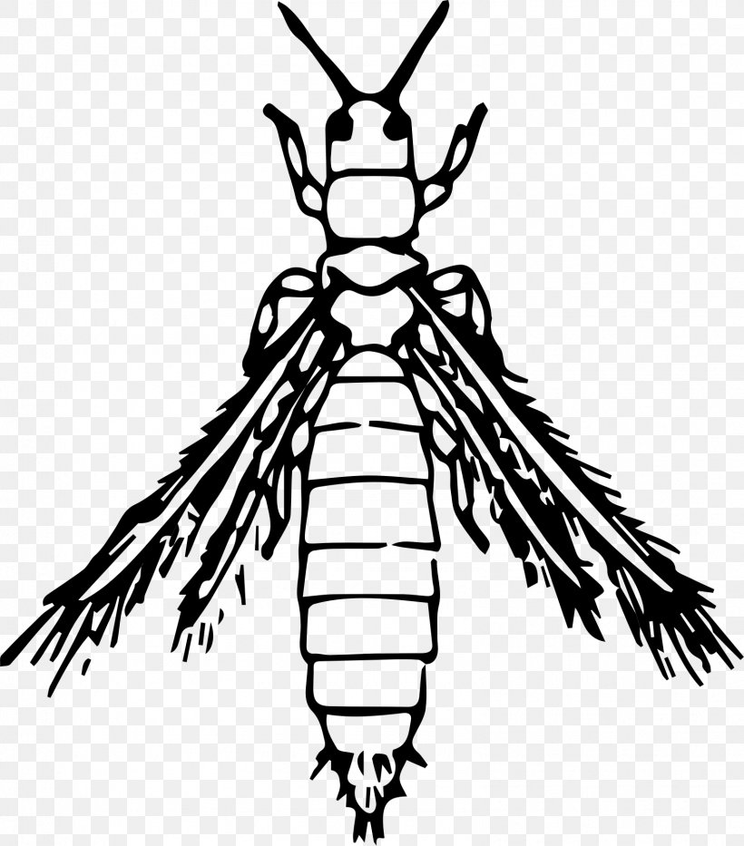 Thrips Les Insectes Los Insectos Clip Art, PNG, 1584x1804px, Thrips, Arthropod, Artwork, Beak, Beetle Download Free