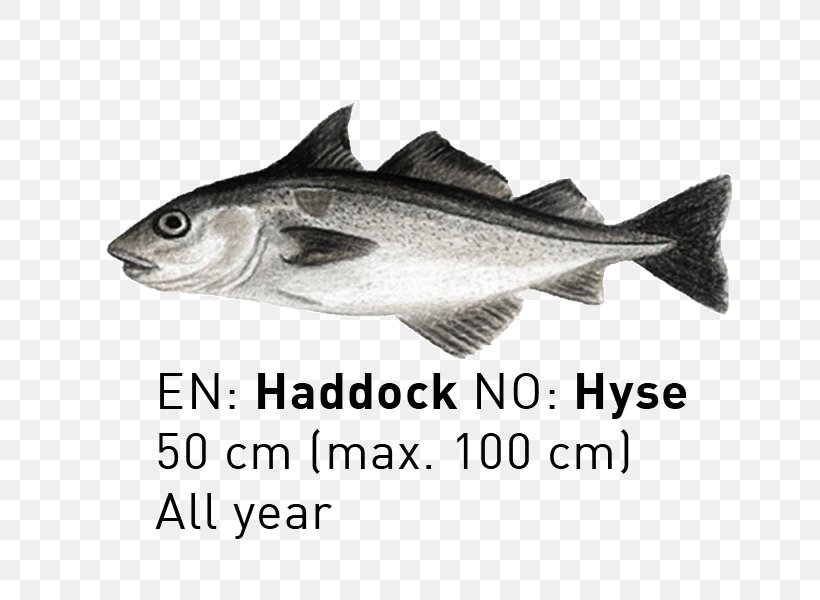 09777 Cod Fauna Salmon Oily Fish, PNG, 800x600px, Cod, Barramundi, Brand, Fauna, Fish Download Free