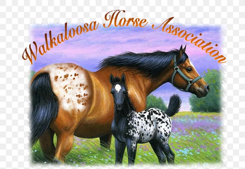Mustang Mane Walkaloosa Appaloosa Pony, PNG, 766x565px, Mustang, Appaloosa, Breed, Bridle, Colt Download Free