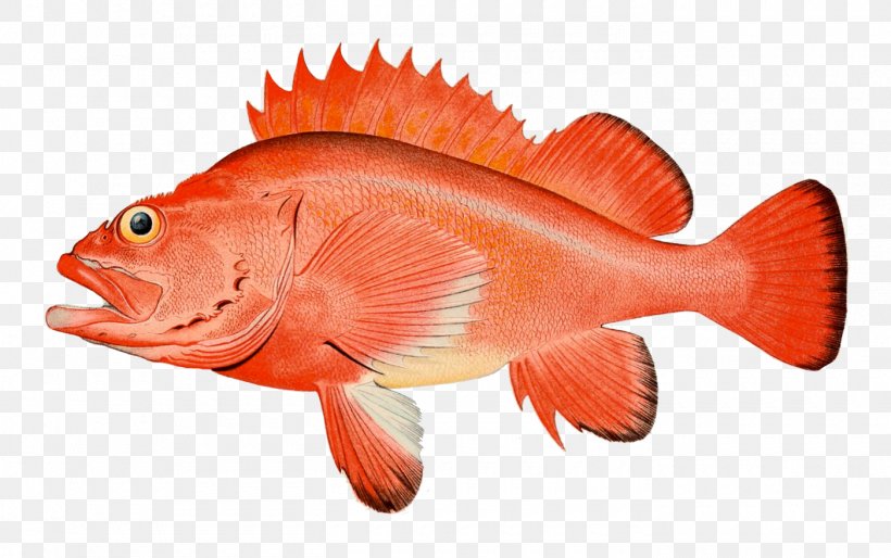 Rougheye Rockfish Copper Rockfish Striped Bass Quillback Rockfish, PNG, 1400x879px, Rougheye Rockfish, Black Rockfish, Bony Fish, Copper Rockfish, Fauna Download Free