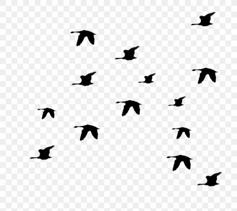 Bird Flight Flock Clip Art, PNG, 823x732px, Bird, Animal Migration, Art, Beak, Bird Flight Download Free