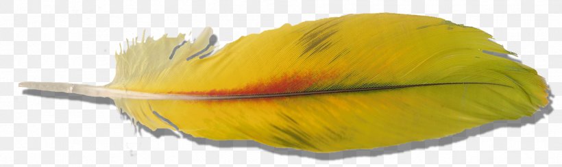 Bird Sulphur-crested Cockatoo Feather Macaw, PNG, 1874x559px, Bird, Cockatoo, Creative Commons, Feather, Flower Download Free
